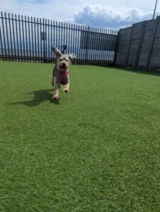 Pet Image